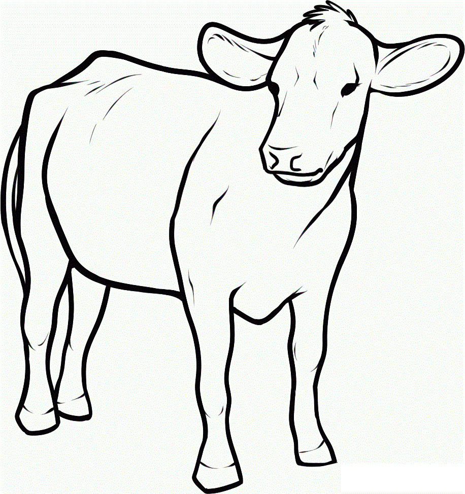 Baby Cow Coloring Pages
 Free Printable Cow Coloring Pages For Kids