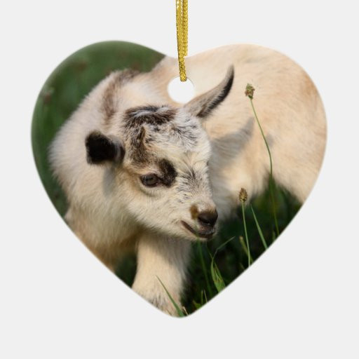 Baby Goat Gifts
 Cute Baby Goat Ceramic Ornament