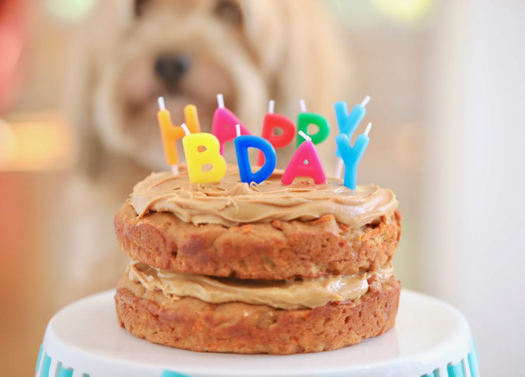 Birthday Cake Dog
 Dog Birthday Cake Recipe For Your Furry Friend Bigger