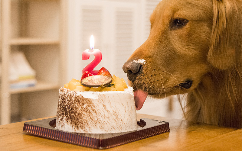 Birthday Cake Dog
 Dog Birthday Cake Recipes From Easy To Fancy Bakes
