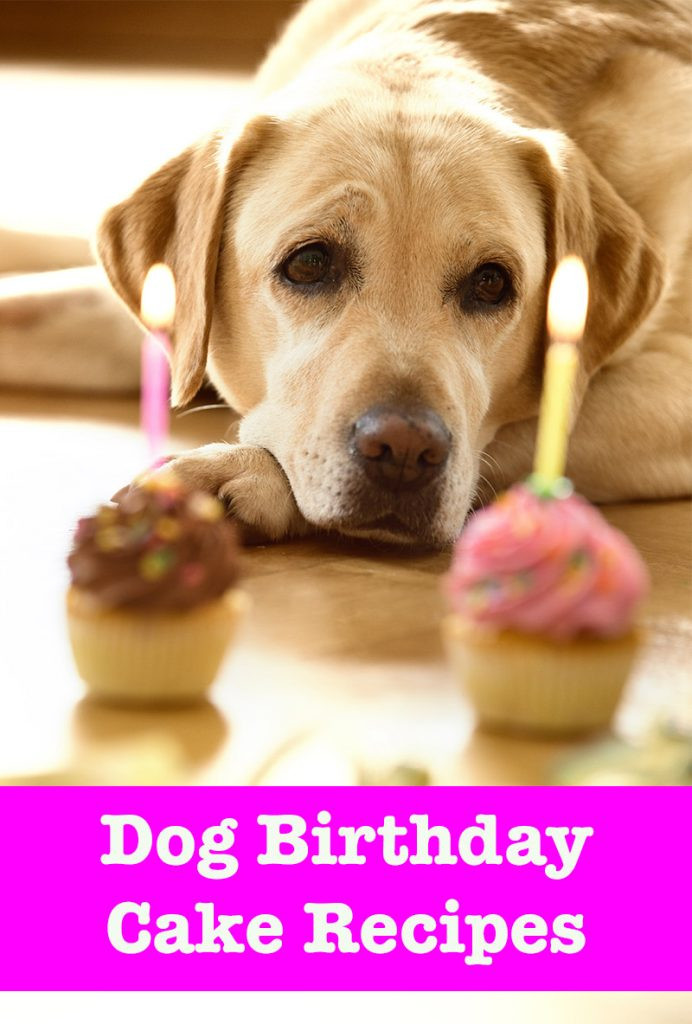 Birthday Cake Dog
 Dog Birthday Cake Recipes From Easy To Fancy Bakes