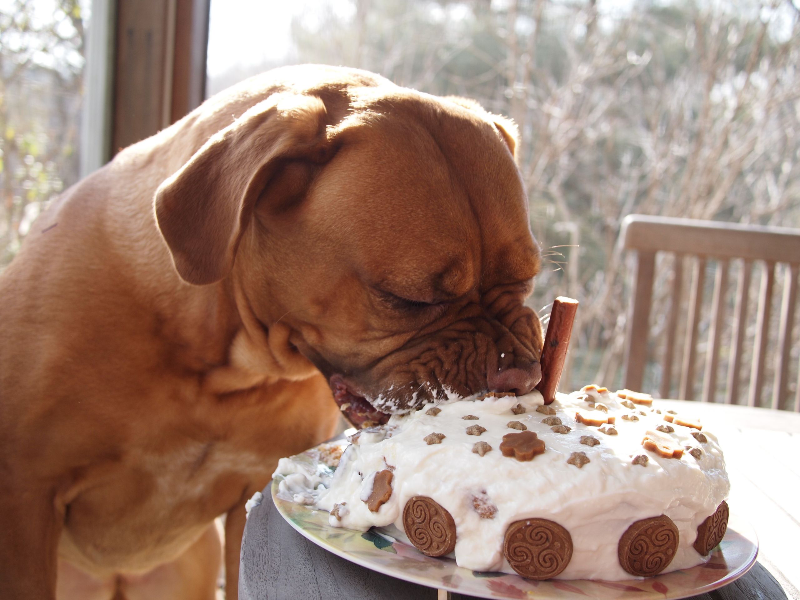 Birthday Cake Dog
 How to bake a healthy dog birthday cake