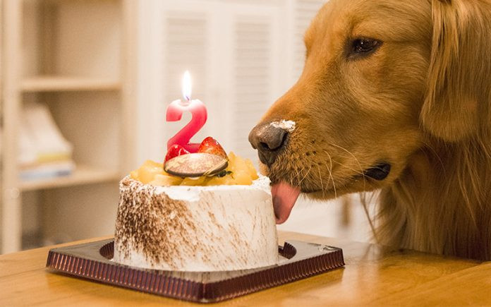 Birthday Cake For Dog
 Dog Birthday Cake Recipes Easy To Elaborate Bakes