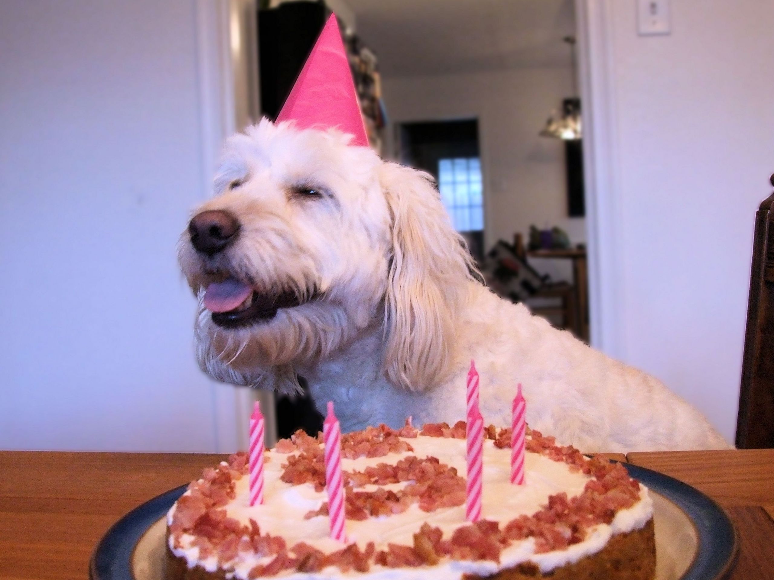Birthday Cake For Dog
 This is my friend s dog just as she was about to receive