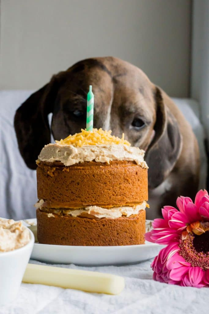 Birthday Cake Recipe For Dogs
 Mini Dog Birthday Cake
