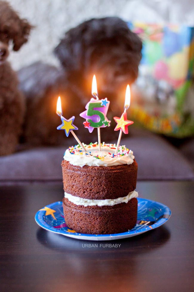 Birthday Cake Recipe For Dogs
 URBAN BAKES Dog Birthday Carrot Cake with Neufchâtel