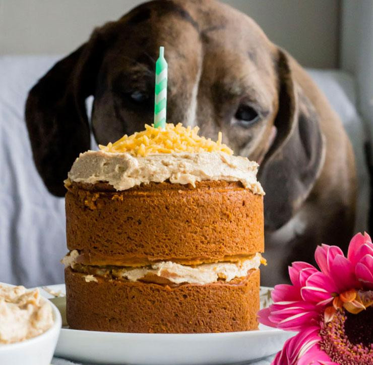 Birthday Cakes For Dogs
 14 Dog Birthday Cake & Cupcake Homemade Recipes