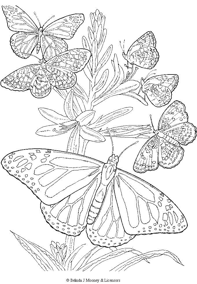 Butterfly Coloring Pages For Adults
 free printable adult Butterfly Coloring Page