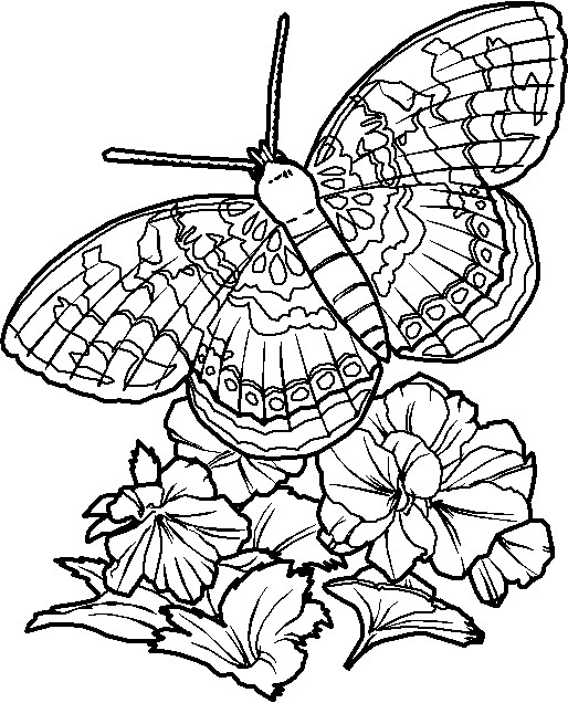 Butterfly Coloring Pages For Adults
 Butterfly Coloring Pages
