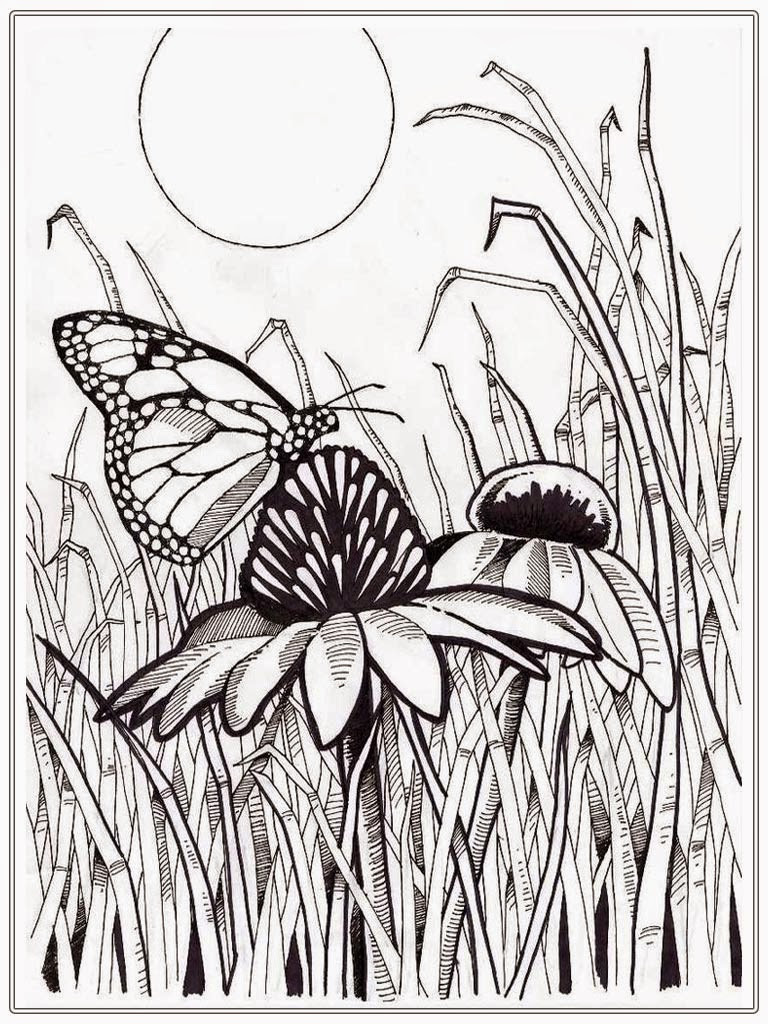 Butterfly Coloring Pages For Adults
 Detailed Butterfly Adult Coloring Pages
