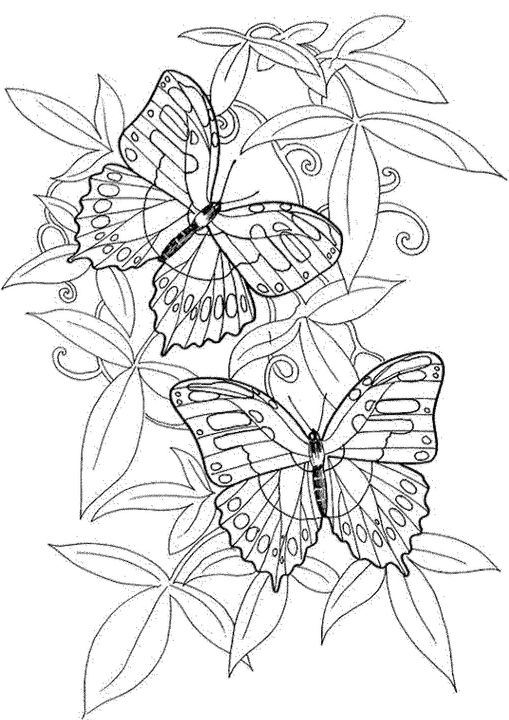 Butterfly Coloring Pages For Adults
 butterfly coloring pages for adults