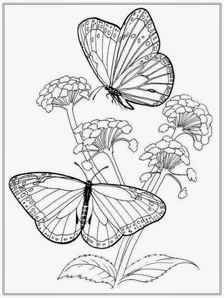 Butterfly Coloring Pages For Adults
 Adult Colouring In Butterfly