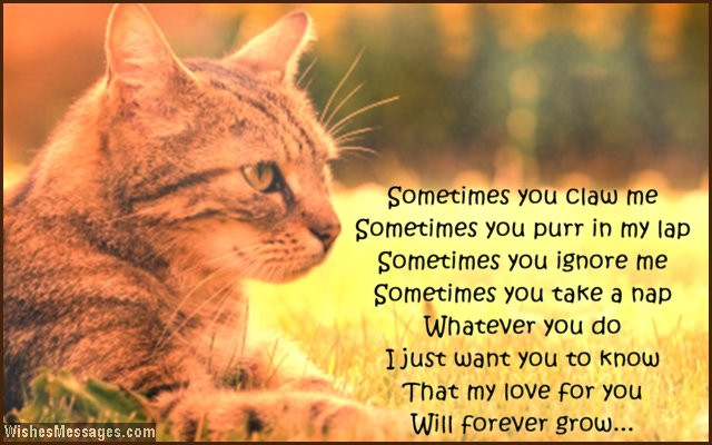Cat Birthday Quotes
 Birthday Wishes for Pet Cat – WishesMessages