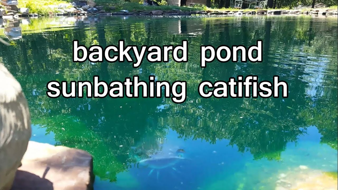 Catfish Backyard Pond
 Big Catfish in Backyard Pond