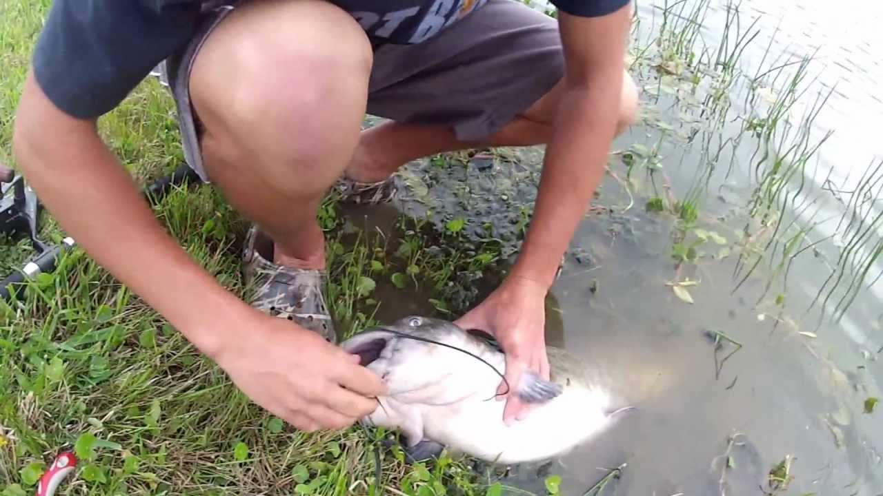 Catfish Backyard Pond
 Catching A 13 Pound Channel Catfish in the Pond