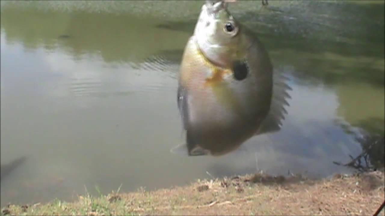 Catfish Backyard Pond
 Fishing for Channel Catfish and Bluegill in a small pond