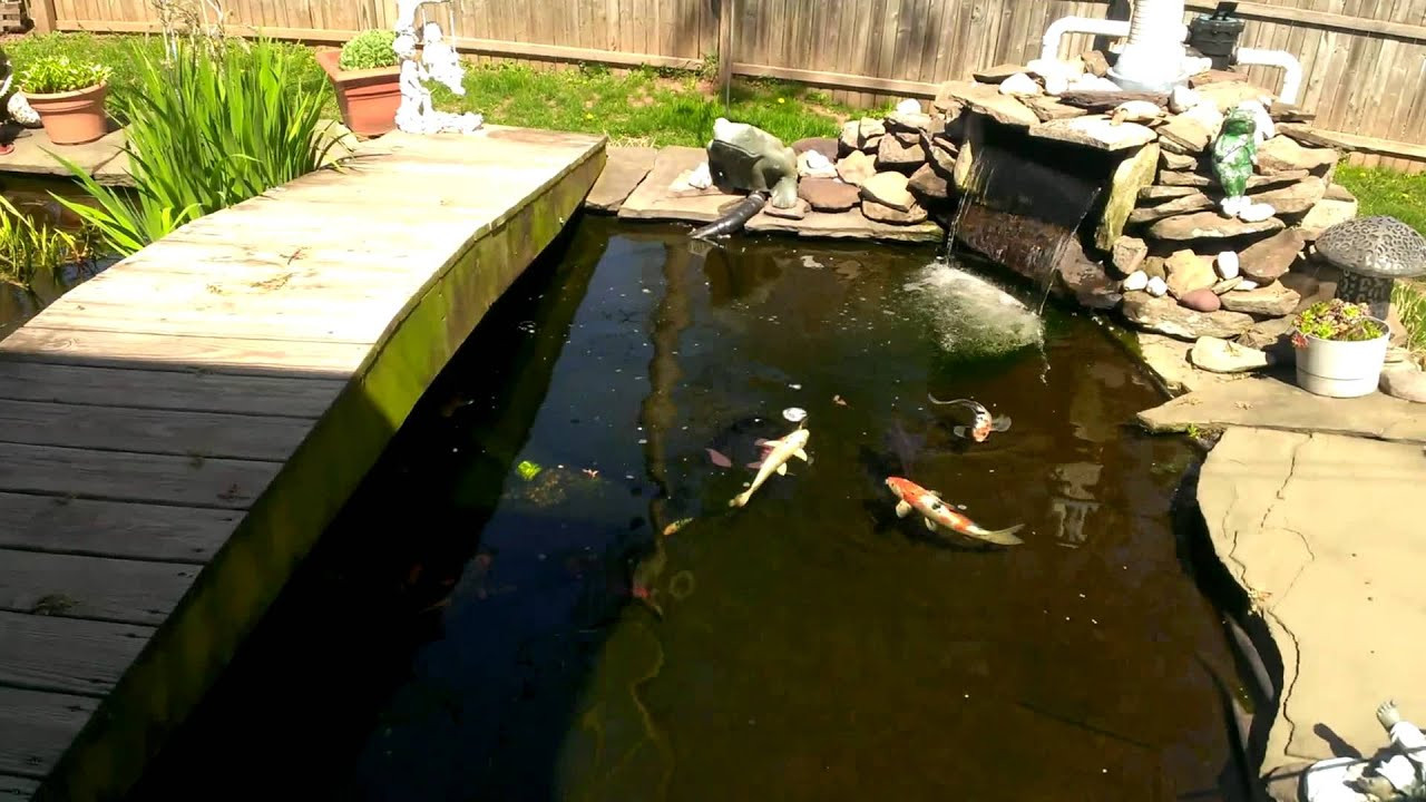 Catfish Backyard Pond
 My fish pond in my backyard