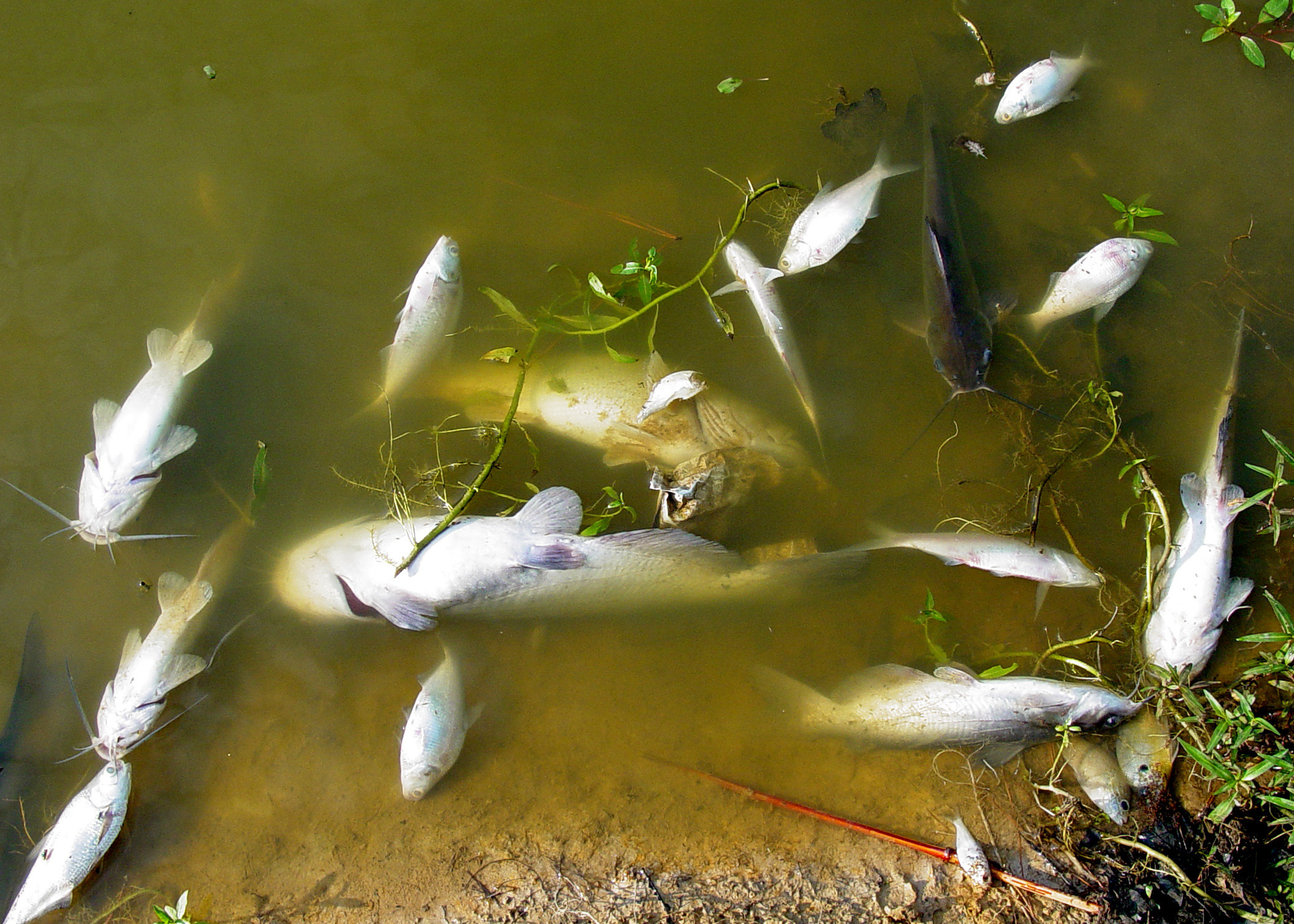 Catfish Backyard Pond
 Prevent fish kills in backyard ponds