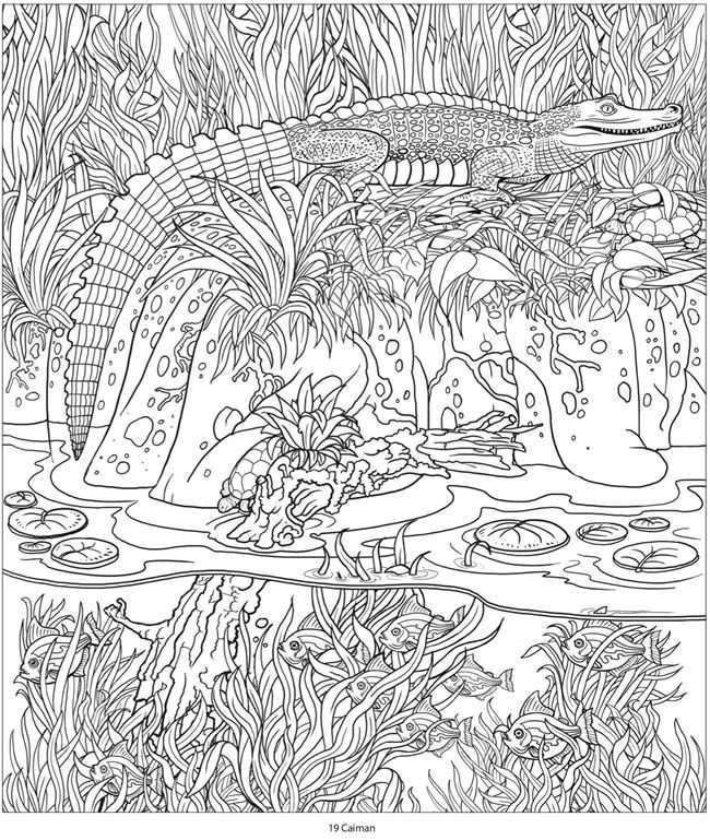 Coloring Book For Adults Amazon
 27 best rain forest images on Pinterest