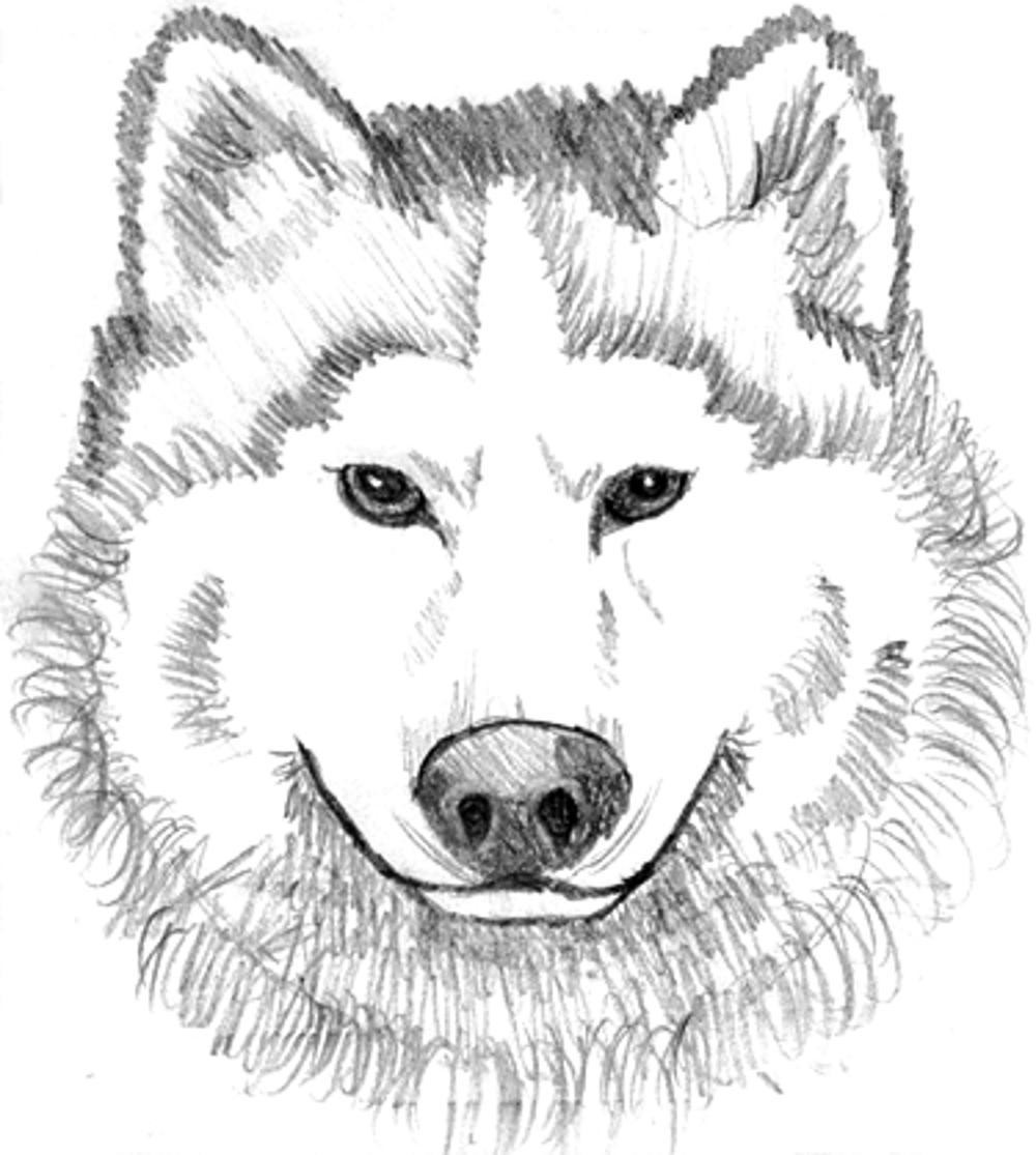Coloring Pages For Adults Wolf
 Print & Download Wolf Coloring Pages Theme