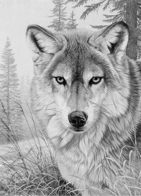Coloring Pages For Adults Wolf
 Wolf Coloring Page … drawings