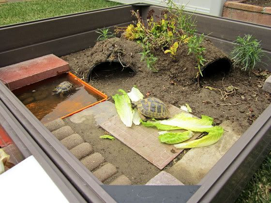 DIY Box Turtle Habitat
 How To Built A Russian Tortoise Habitat