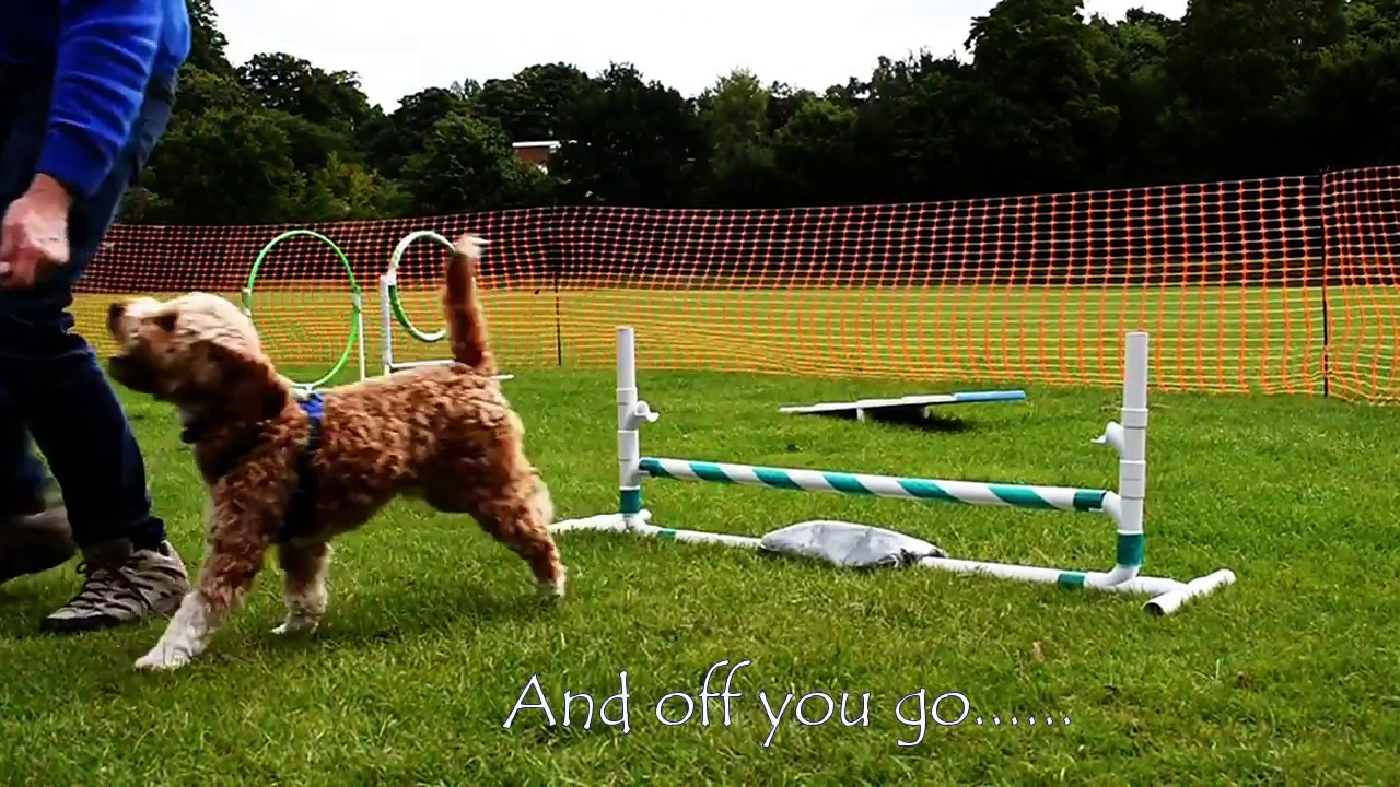 DIY Dog Agility Jumps
 DIY PVC pipe dog agility jump
