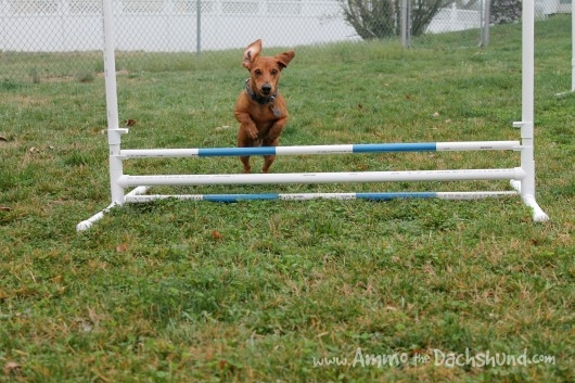 DIY Dog Agility Jumps
 DIY Build Your Own Agility Jumps