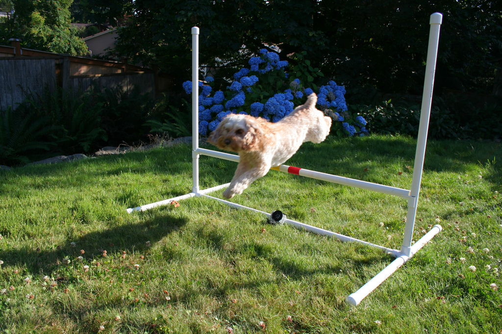 DIY Dog Agility Jumps
 Dog Agility Jump 8 Steps with