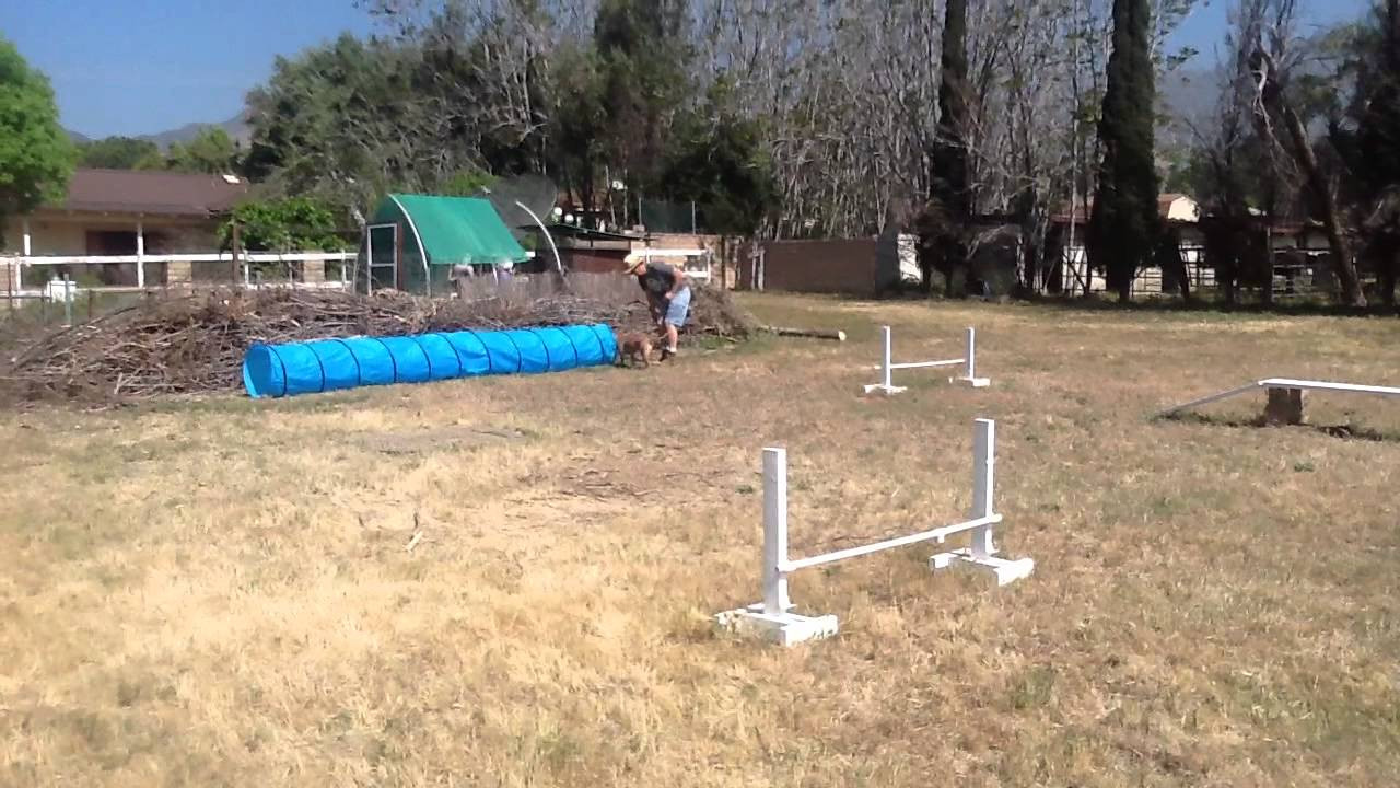 DIY Dog Agility Jumps
 Homemade dog agility course