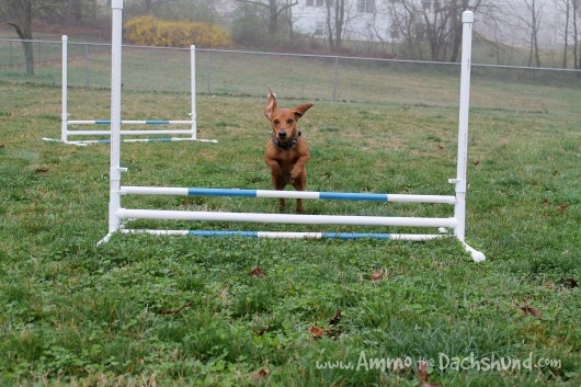 DIY Dog Agility Jumps
 Sponsor Wel e Dog Agility Shop