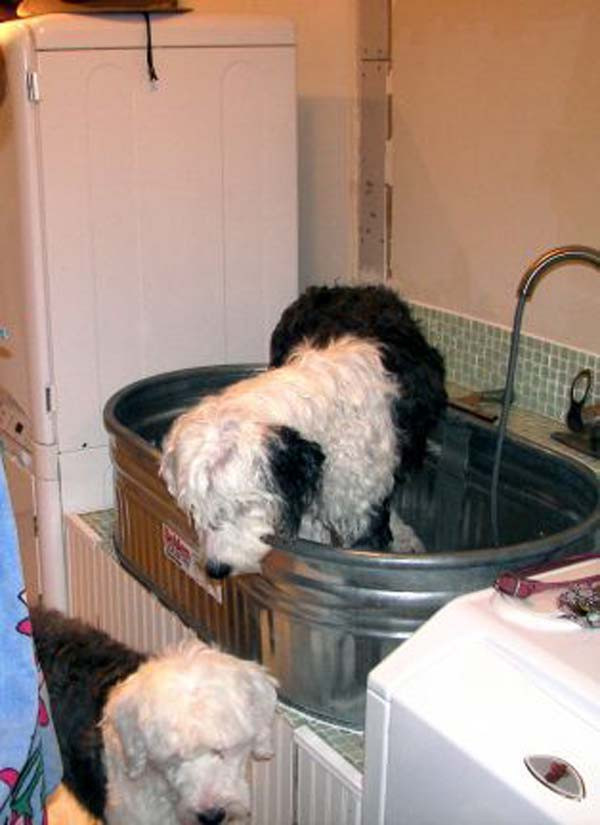DIY Dog Bathing
 17 Insanely Cool Bathroom Ideas For Your Doggies