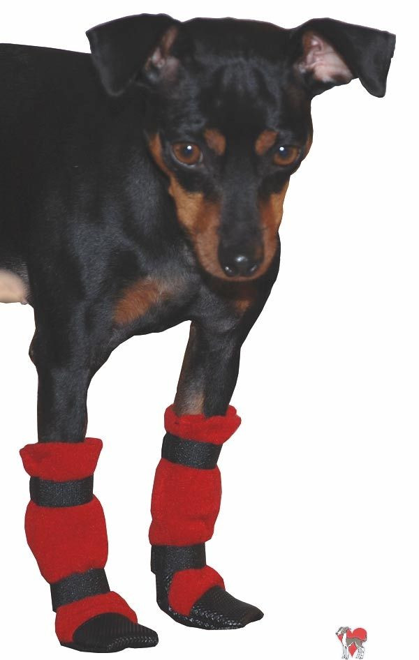 DIY Dog Booties No Sew
 Pin on Dogs Wild and Tame