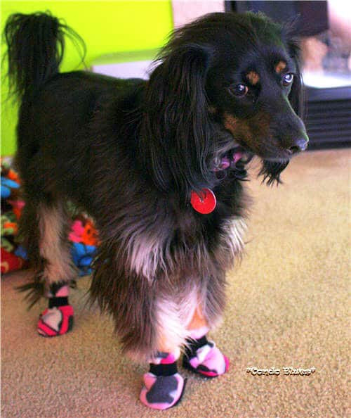 DIY Dog Booties No Sew
 12 Things To Sew For Your Pets Ideal Me