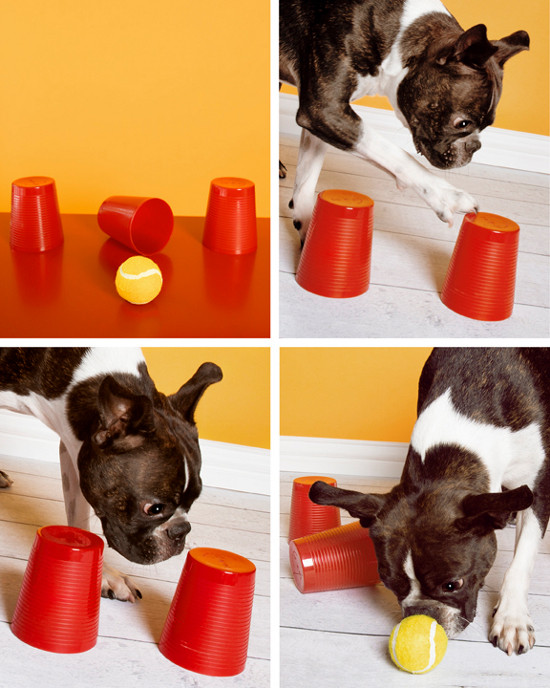 DIY Dog Brain Games
 DIY DOG TOY DIY THINKING DOG GAME – Pawsh Magazine