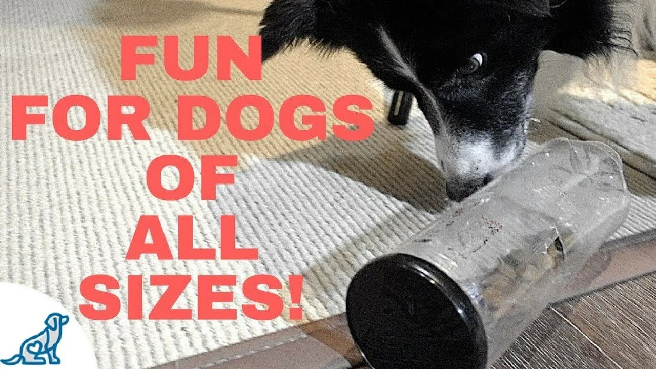DIY Dog Brain Games
 Brain Games For Dogs DIY