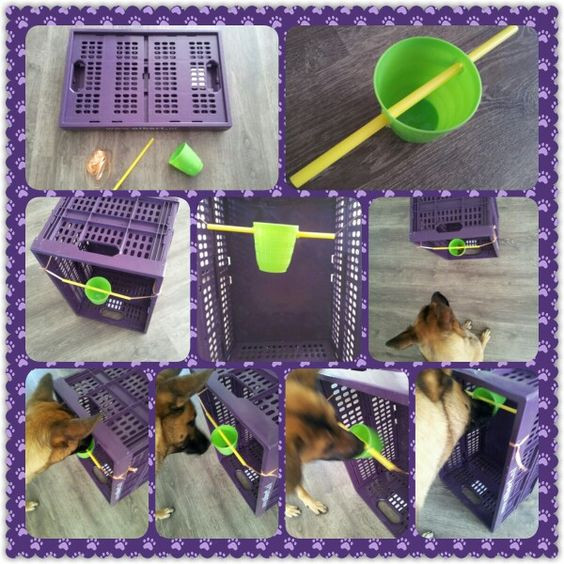 DIY Dog Brain Games
 Dog games Game and Dogs on Pinterest