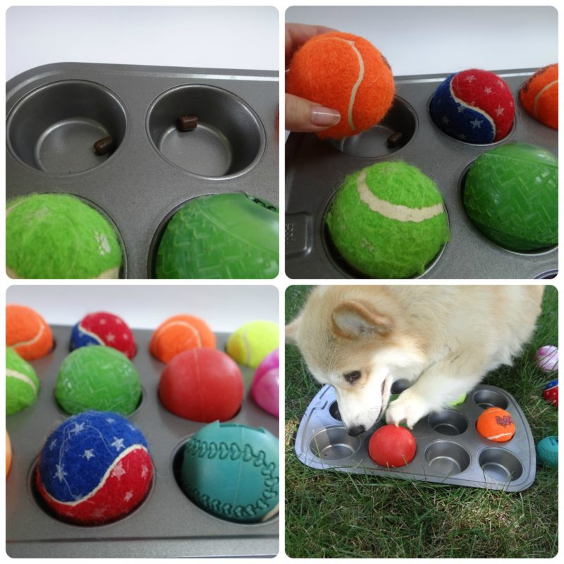 DIY Dog Brain Games
 Our Tennis Ball Pet Hacks Some Pets
