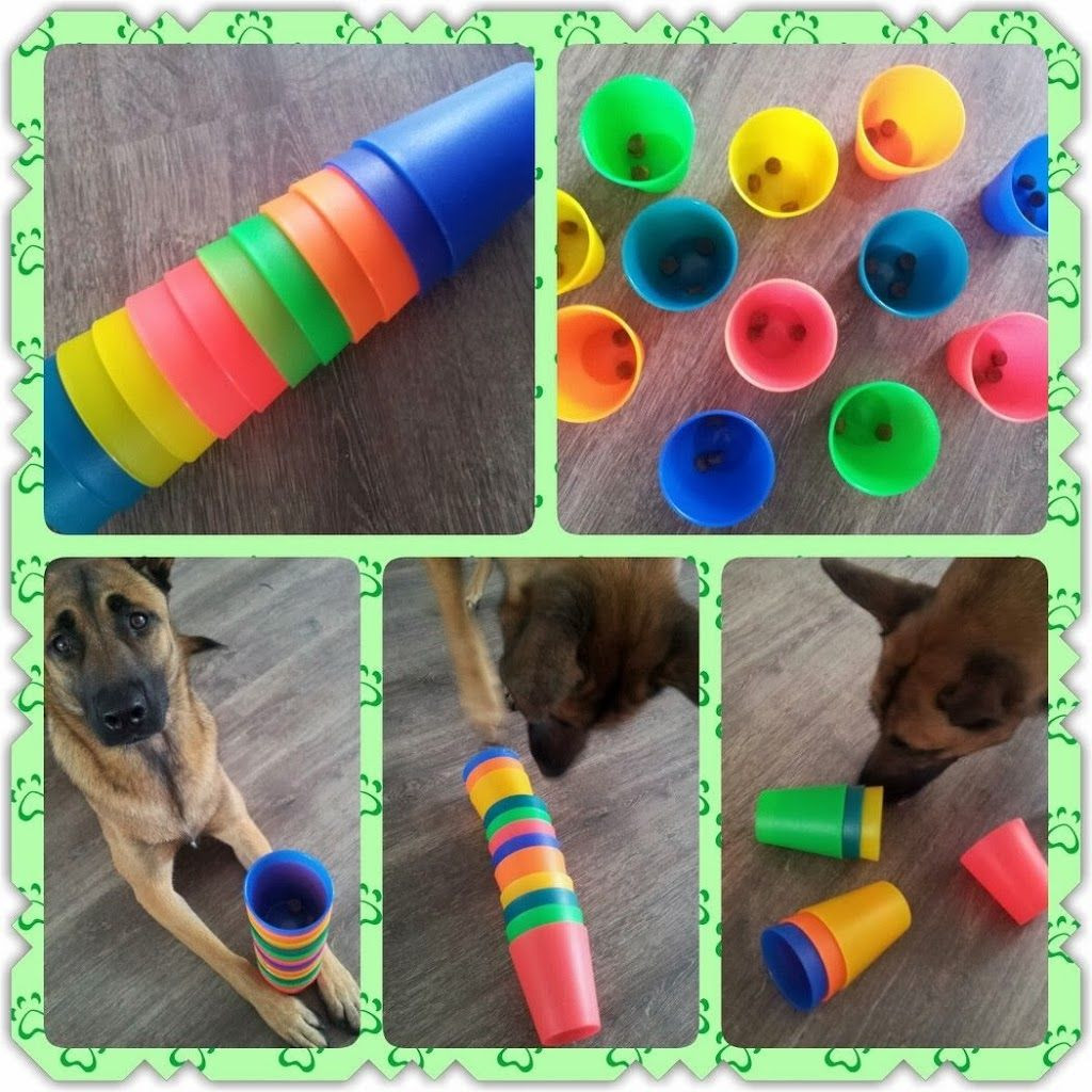 DIY Dog Brain Games
 Brain Game 32 Place a treat inside plastic cups and