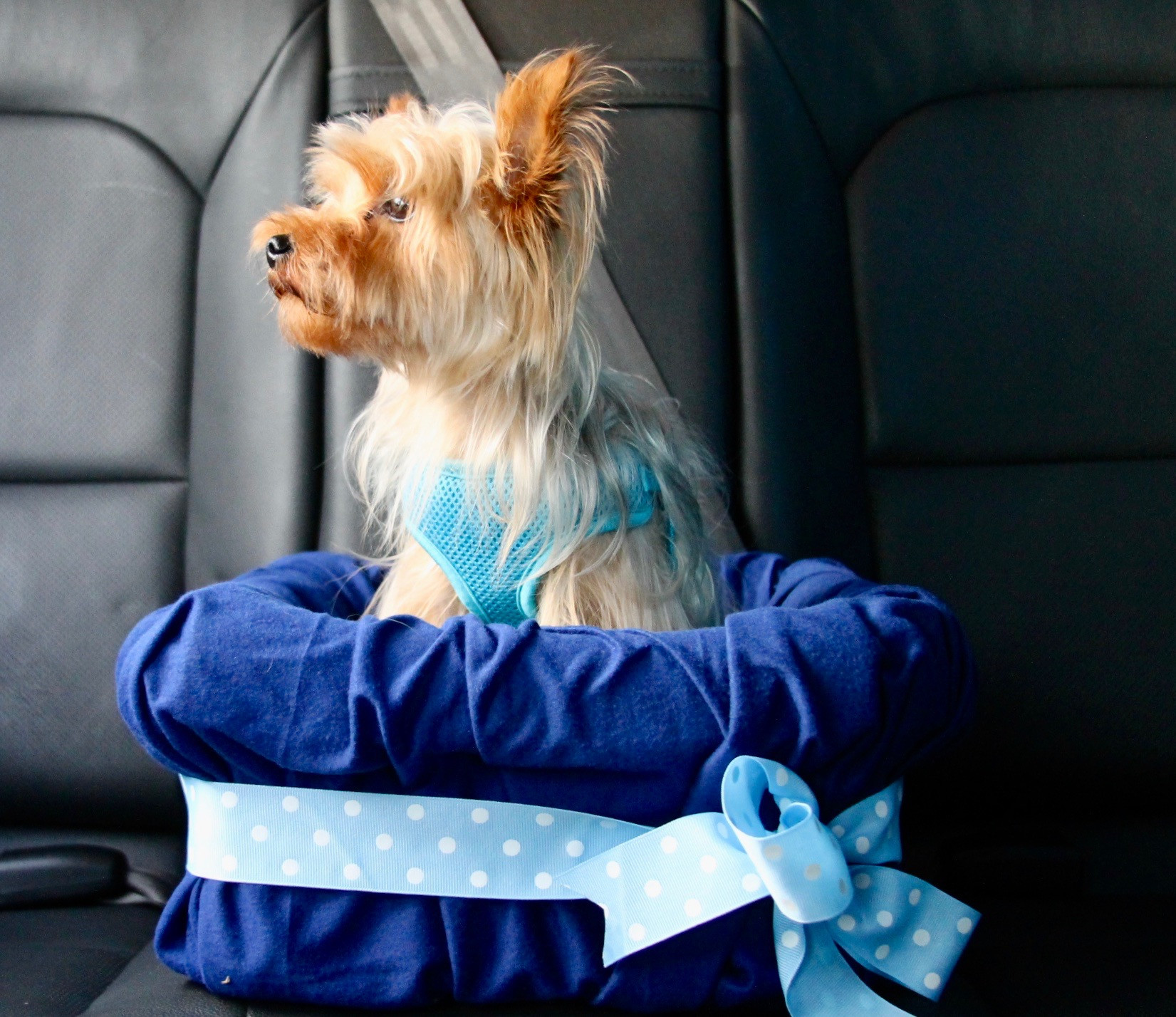 DIY Dog Car Booster Seat
 No Sew DIY Car Booster Seat For Your Dog Growing Up