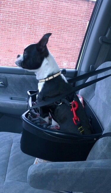 DIY Dog Car Booster Seat
 DIY Dog booster seat from dish pan