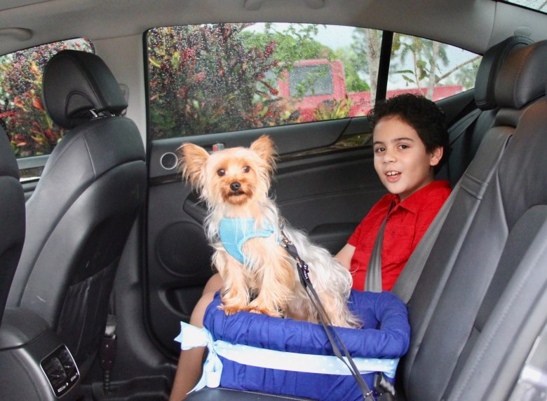 DIY Dog Car Booster Seat
 No Sew DIY Car Booster Seat For Your Dog