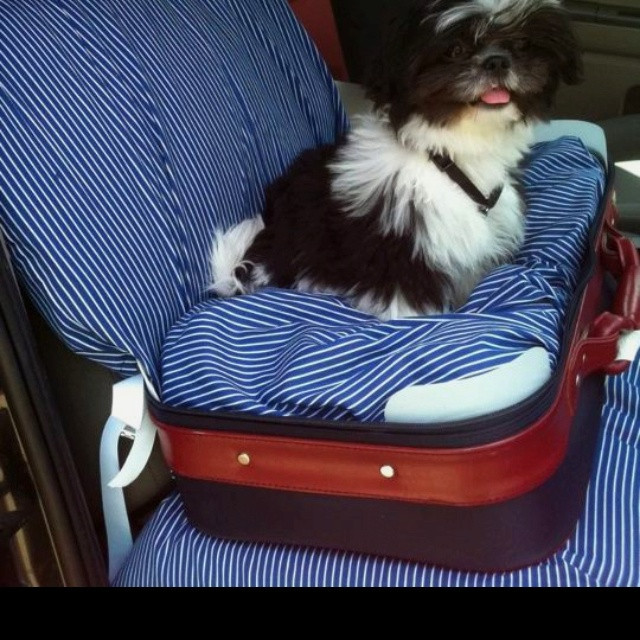 DIY Dog Car Booster Seat
 17 Best images about Dog Car Seat on Pinterest