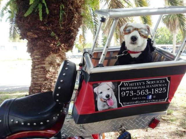 DIY Dog Carrier
 Harley Davidson Dogs on Harleys