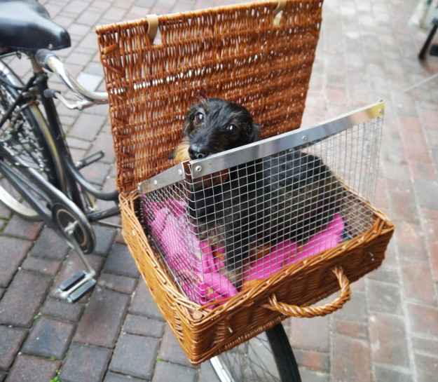 DIY Dog Carrier
 DIY dog bicycle basket