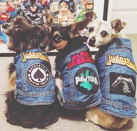 DIY Dog Life Jacket
 Denim Vests For Dogs Cutest Collection Ideas