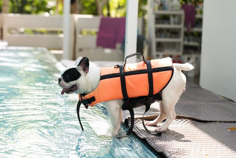 DIY Dog Life Jacket
 9 Best Dog Life Vests [2019 Reviews] Canine Safety While