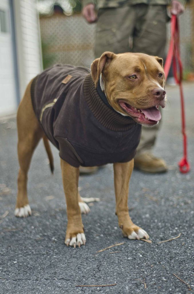 DIY Dog Life Jacket
 Canine Carhartt Coat for Your Pal Diy