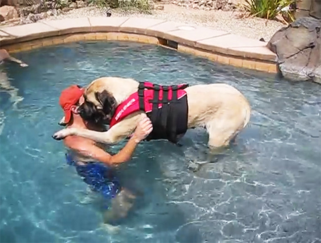 DIY Dog Life Jacket
 Mastiff Is A Big Scaredy Cat