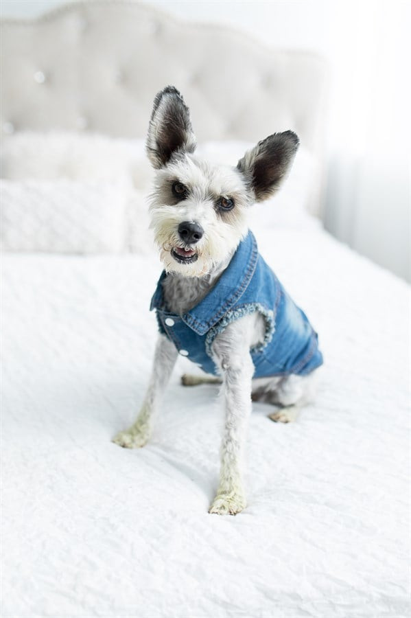 DIY Dog Life Jacket
 Pet Costumes